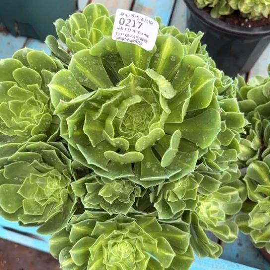 0217翡翠琉璃掌心多肉法师锦