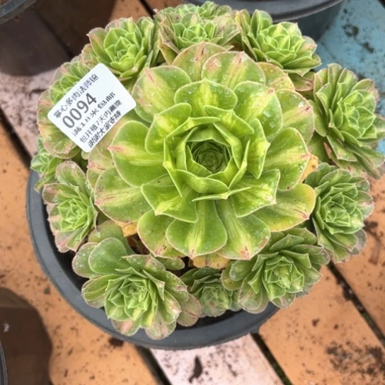0094翡翠琉璃掌心多肉法师锦