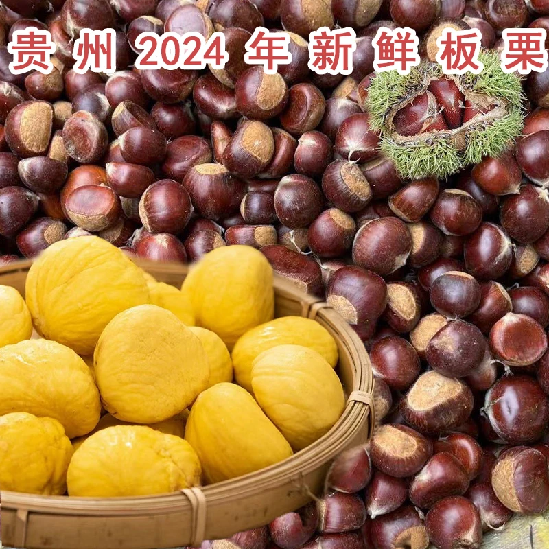 贵州板栗2024年新鲜生板栗大粒毛栗子带壳栗子野生油板栗农家栗子