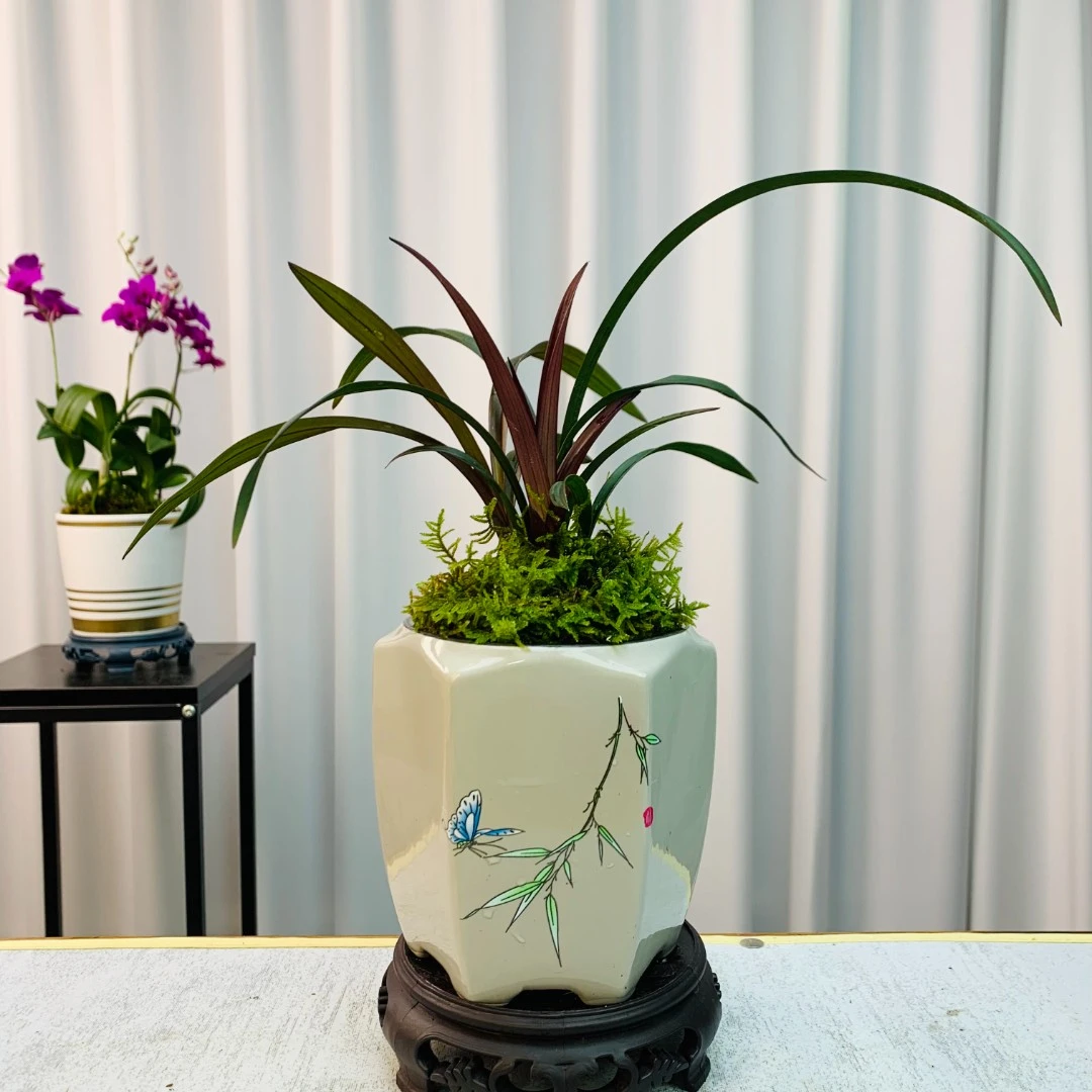 [建兰铭品]红草红荷 一红两绿青花瓷盆种好发货