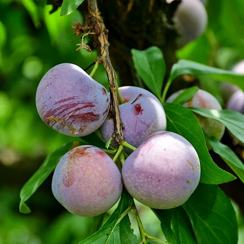 四川高山脱骨脆红李新鲜现摘脆甜多汁应季水果