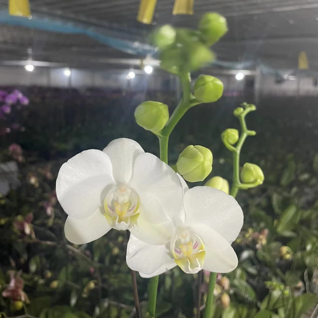 【阿玛】蝴蝶兰盆栽年宵花包邮花带花苞发货