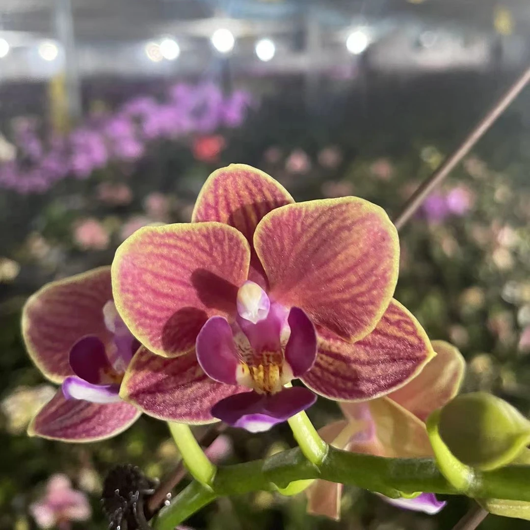 【玉玲珑】蝴蝶兰盆栽年宵花包邮花带花苞发货蝴蝶兰