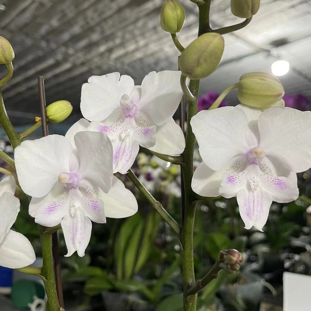 【白雪公主】蝴蝶兰盆栽年宵花包邮花带花苞发货