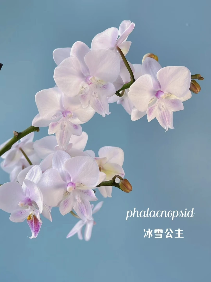 3.0寸冰雪公主蝴蝶兰微瑕疵不做任何售后