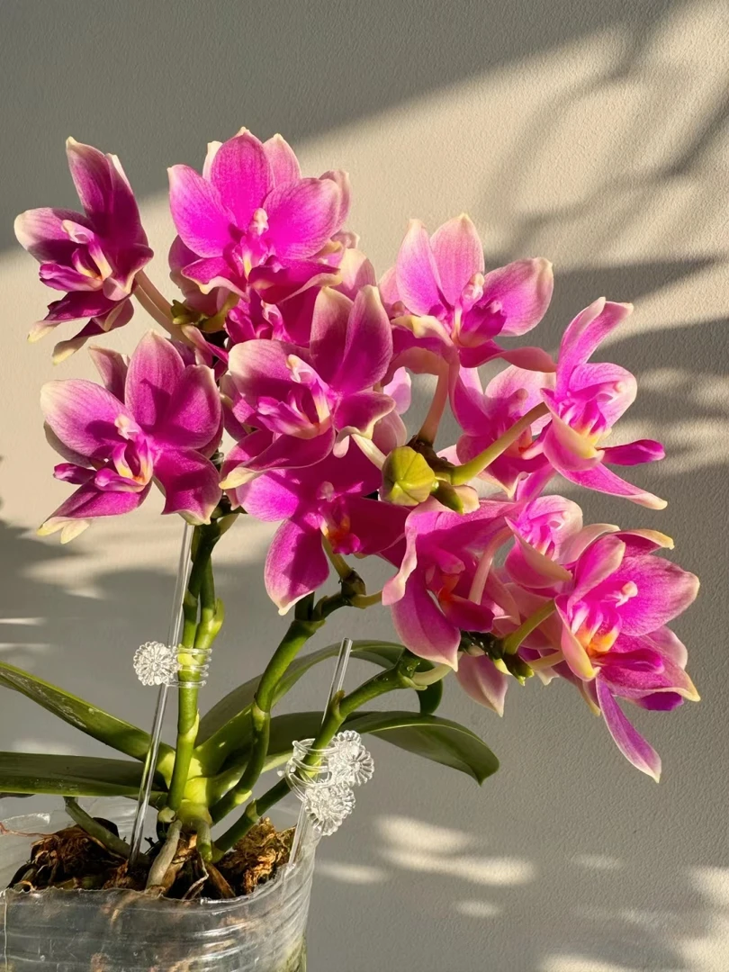 2.8寸（香奈儿）蝴蝶兰不带花剑处理苗