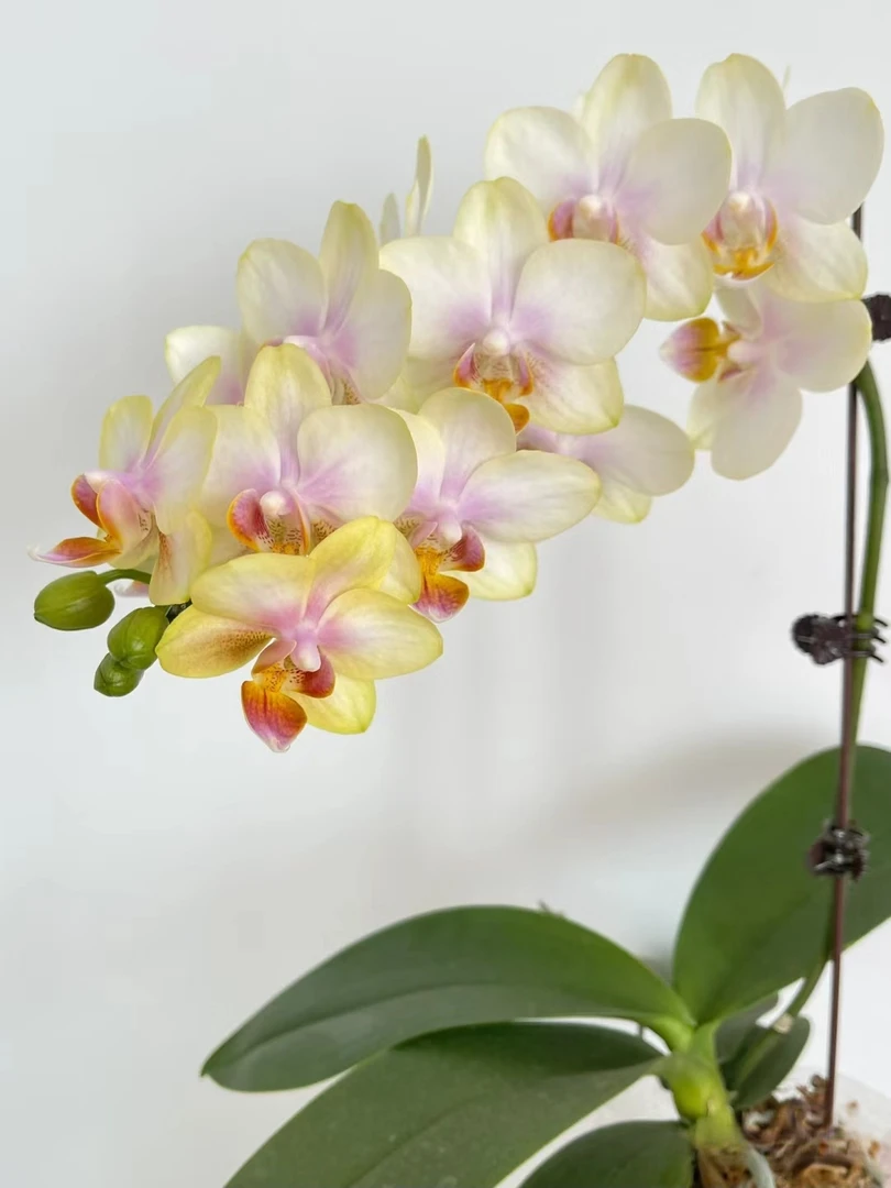 3.5寸（祥云）蝴蝶兰带花剑没有开花叶片瑕疵苗不售后