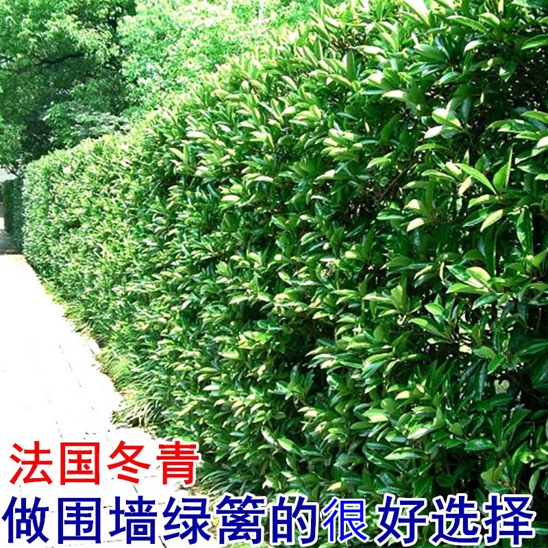 法国冬青树苗篱笆苗四季常青庭院绿化苗木大叶冬青苗树围墙苗