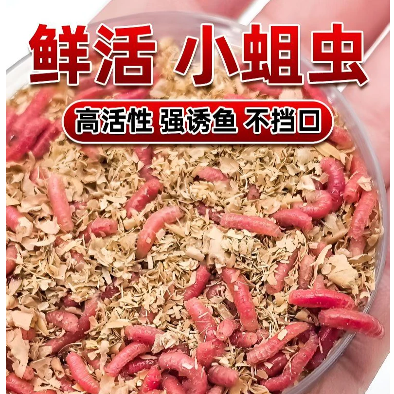 包邮大号鲜活红蛆蛆肉蛆虫鲫鱼鲤鱼高蛋白野钓活体活蛆牙子白蛆