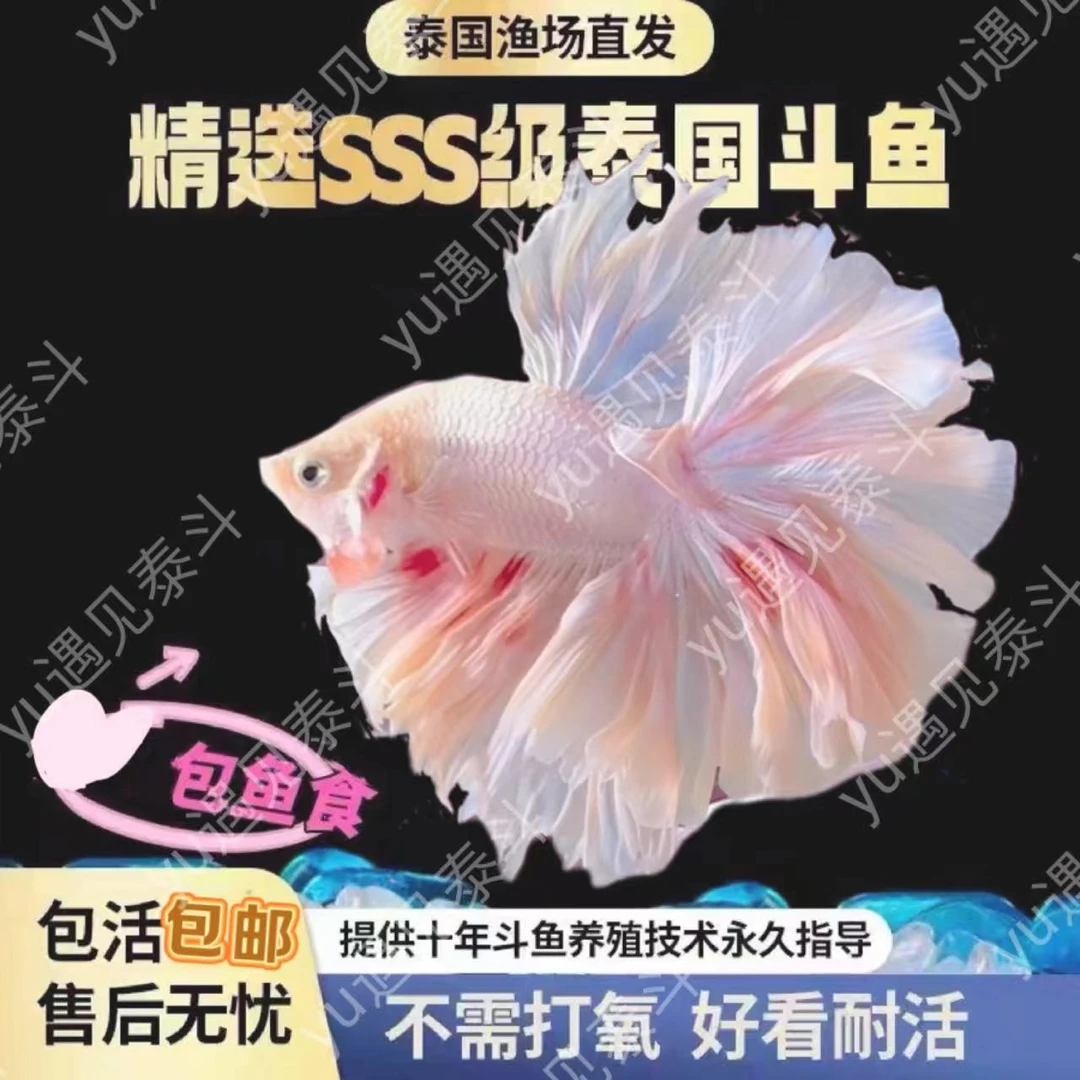 泰国斗鱼 直播选鱼泰斗 遇见201-300编码泰国斗鱼直播选鱼