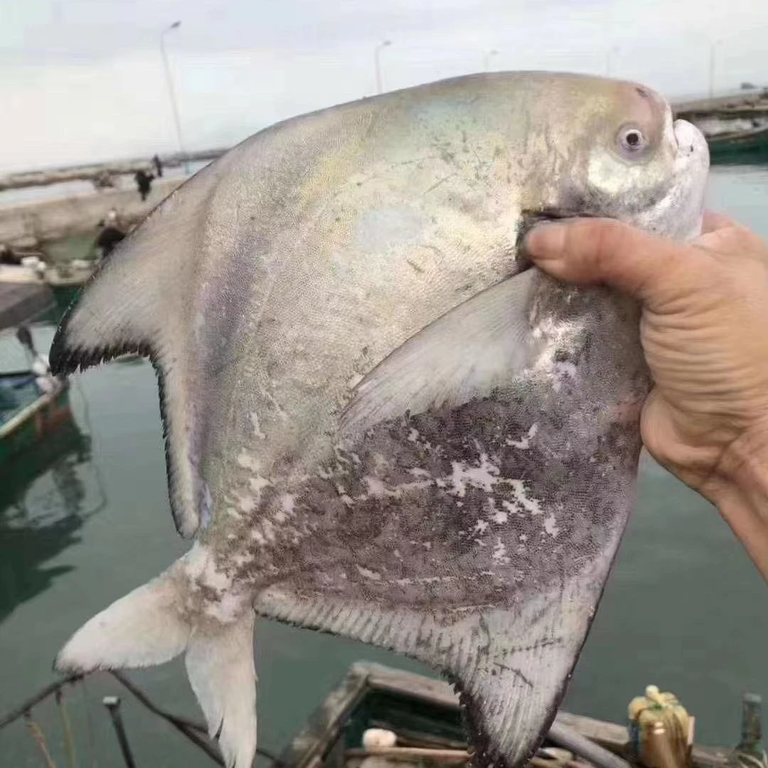 广西北海北部湾野生海捕斗鲳鱼顺丰包邮