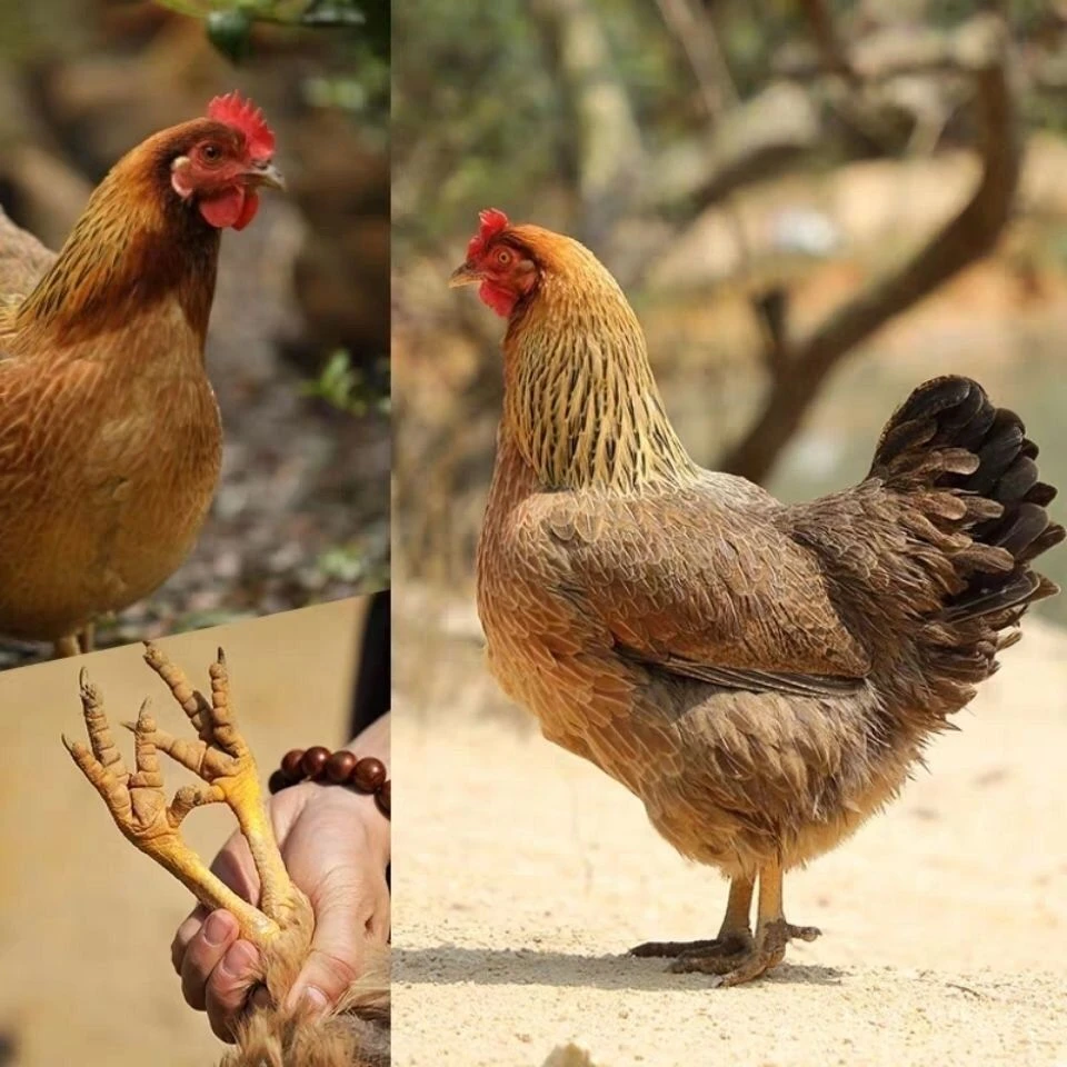 东北家养二年老母鸡