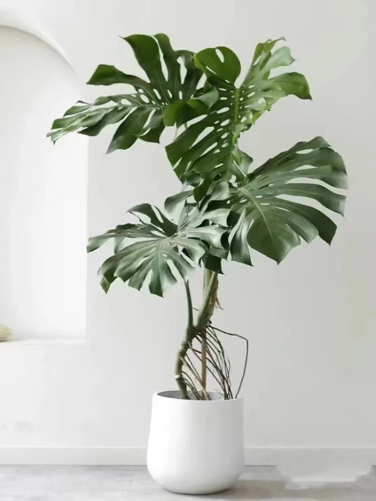 大叶龟背竹老桩造型优质盆栽植物室内客厅真绿植软装落地办公室