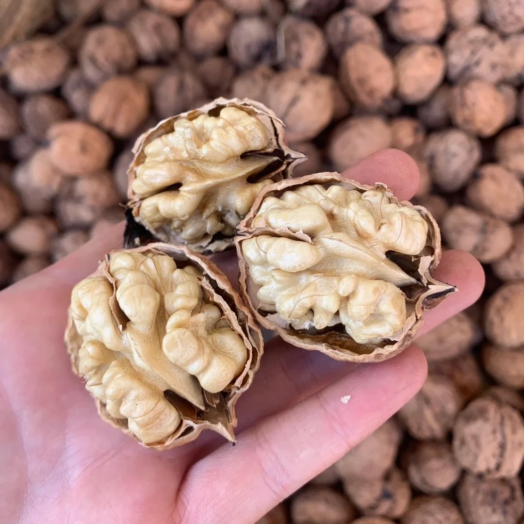 四川高山老树核桃