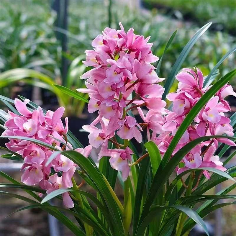 大花惠兰浪漫樱花10月-次年3月花期【6-8株苗】种好发货