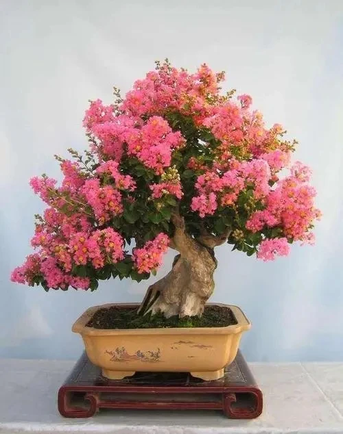 创意盆景素材老桩