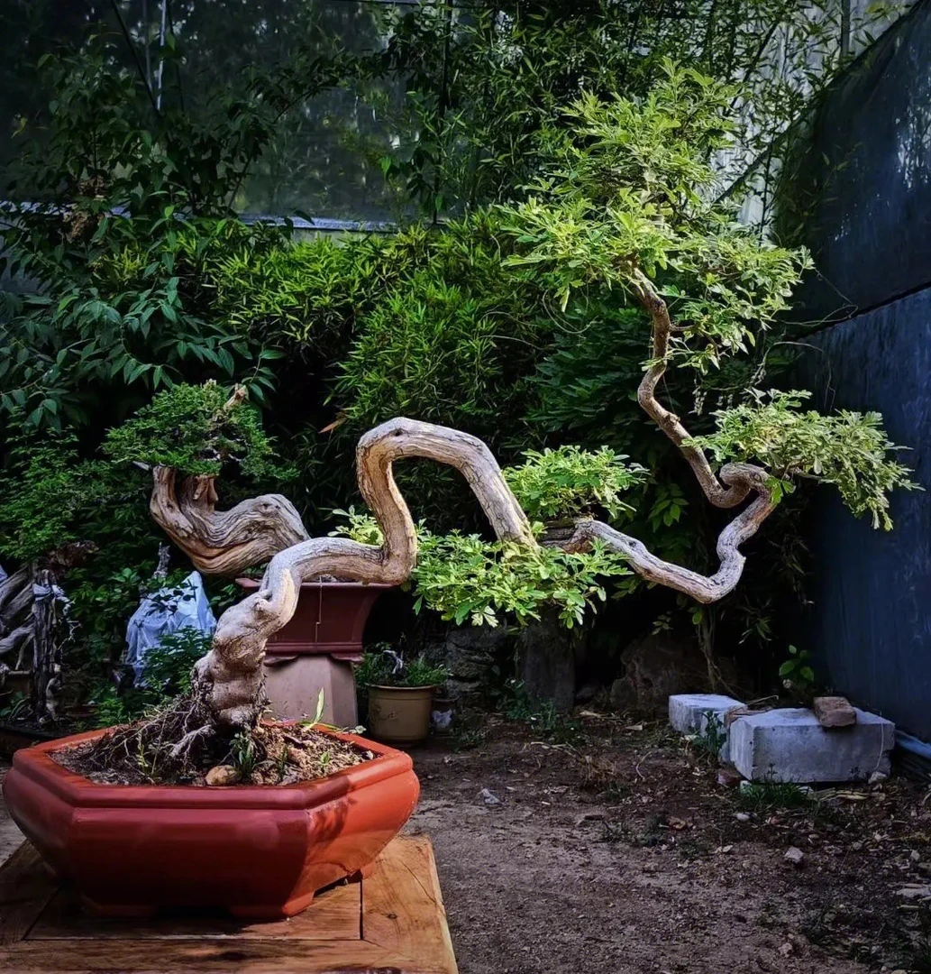 创意盆景素材老桩