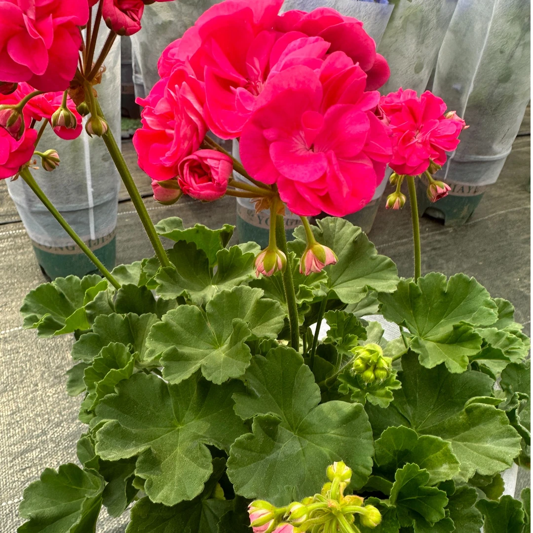 大花天竺葵室内盆栽