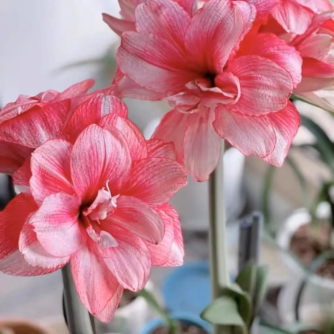 【蒂卡梦幻】国产优选自然球重瓣朱顶红种球多年生好种