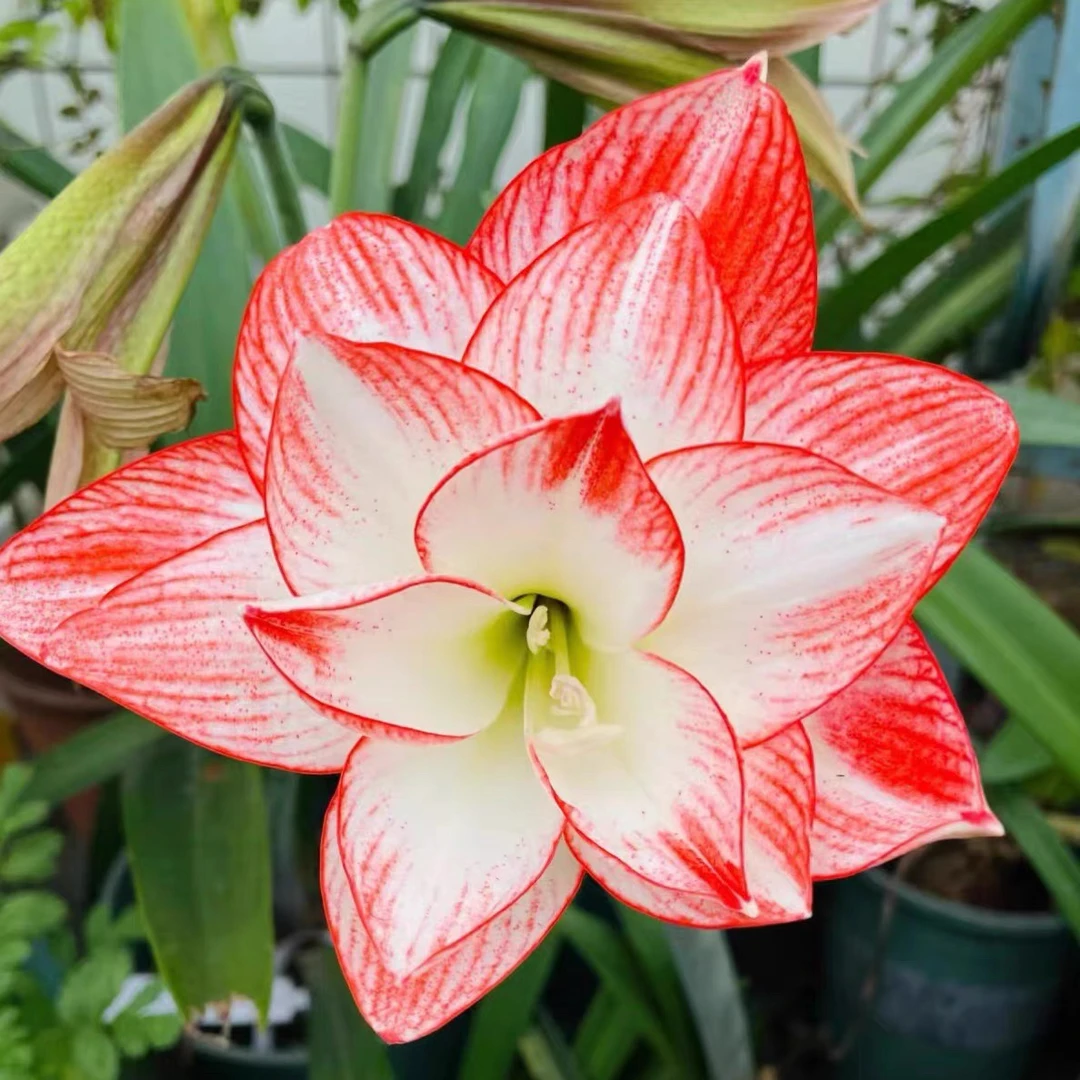 【蒂卡之星】国产优选自然球重瓣朱顶红种球多年生好种