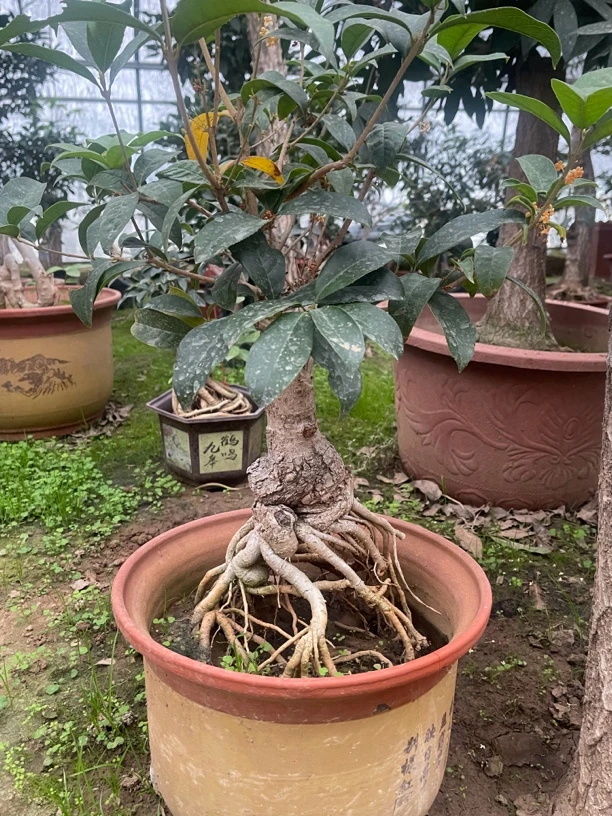 嫁接桂花，一物一拍（脱盆土球发货）