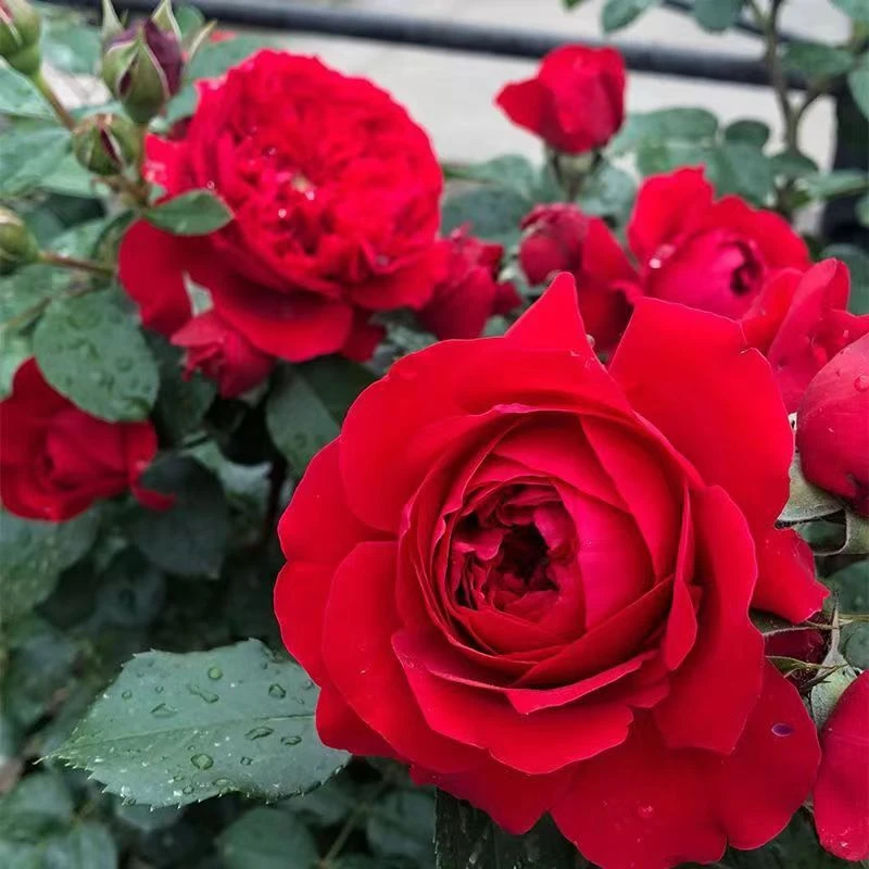 东北育苗蔷薇爬藤月季随机两颗耐寒耐旱耐晒养护简单