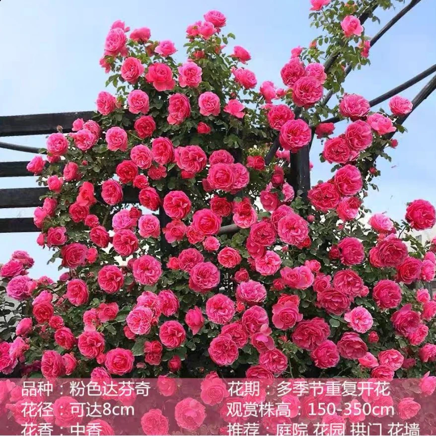 1米以上粉色达芬奇蔷薇花苗藤本月季爬藤绿植物阳台四季开花