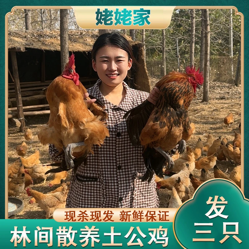 【三只公鸡】农家放养黑脚公鸡半年左右肉质鲜嫩 3只净重9斤