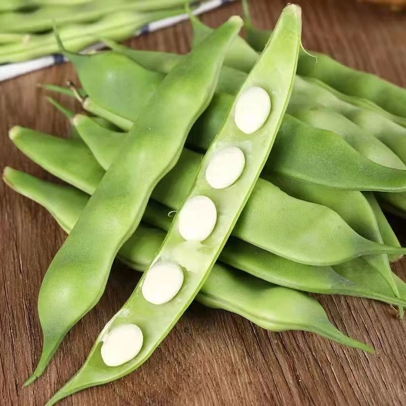 九月青豆角（东北油豆）