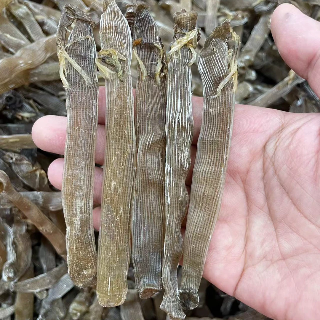 湛江本地渔民自晒大号沙虫干260头