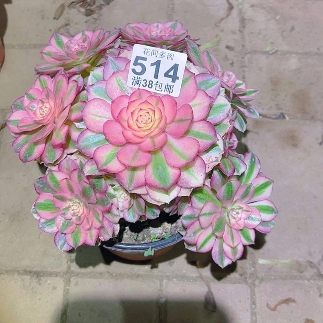 【闪购商品】小*女514多肉