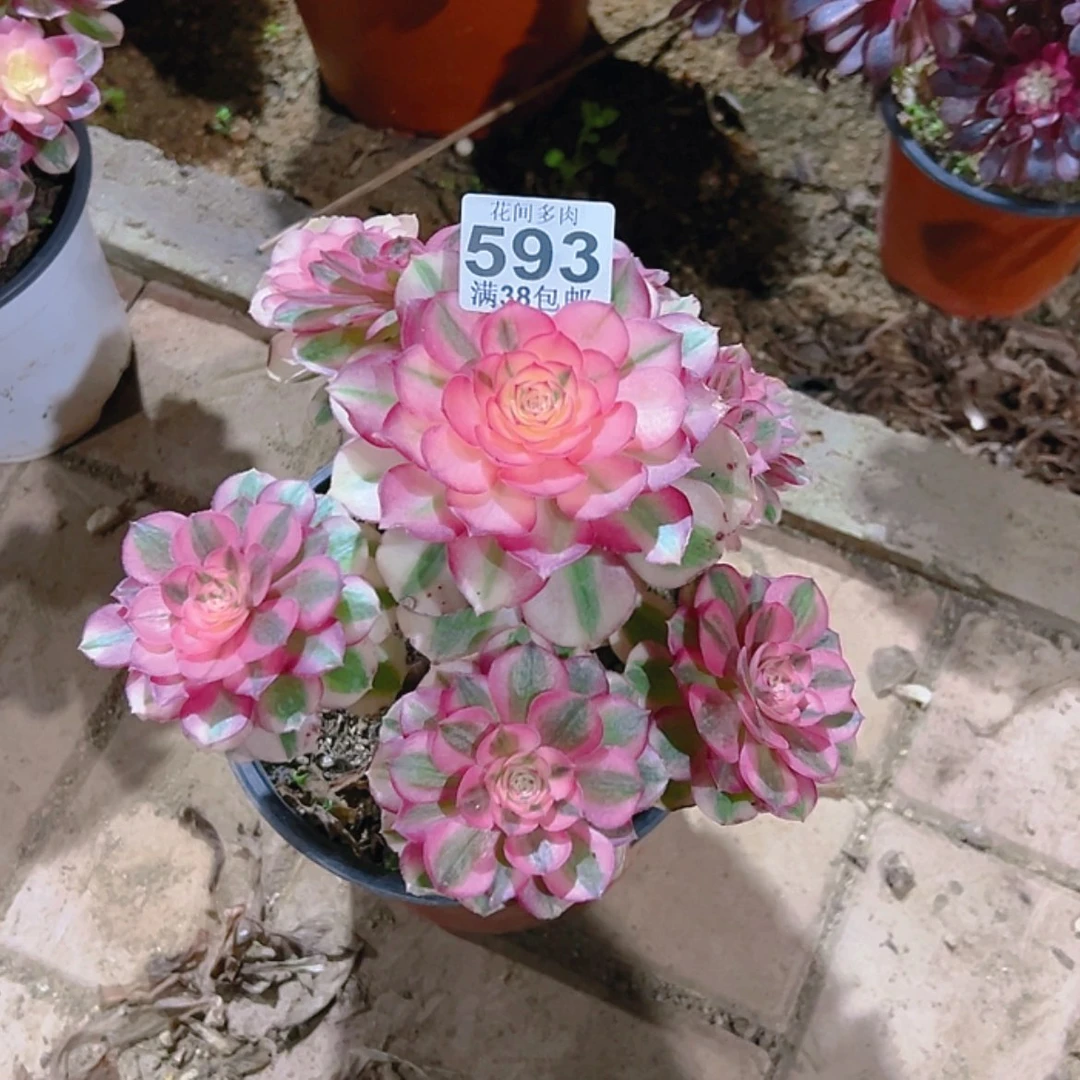【闪购商品】景*593多肉