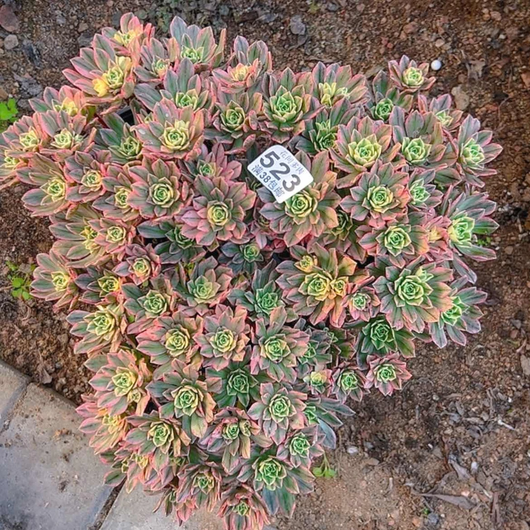 【闪购商品】天*水523多肉