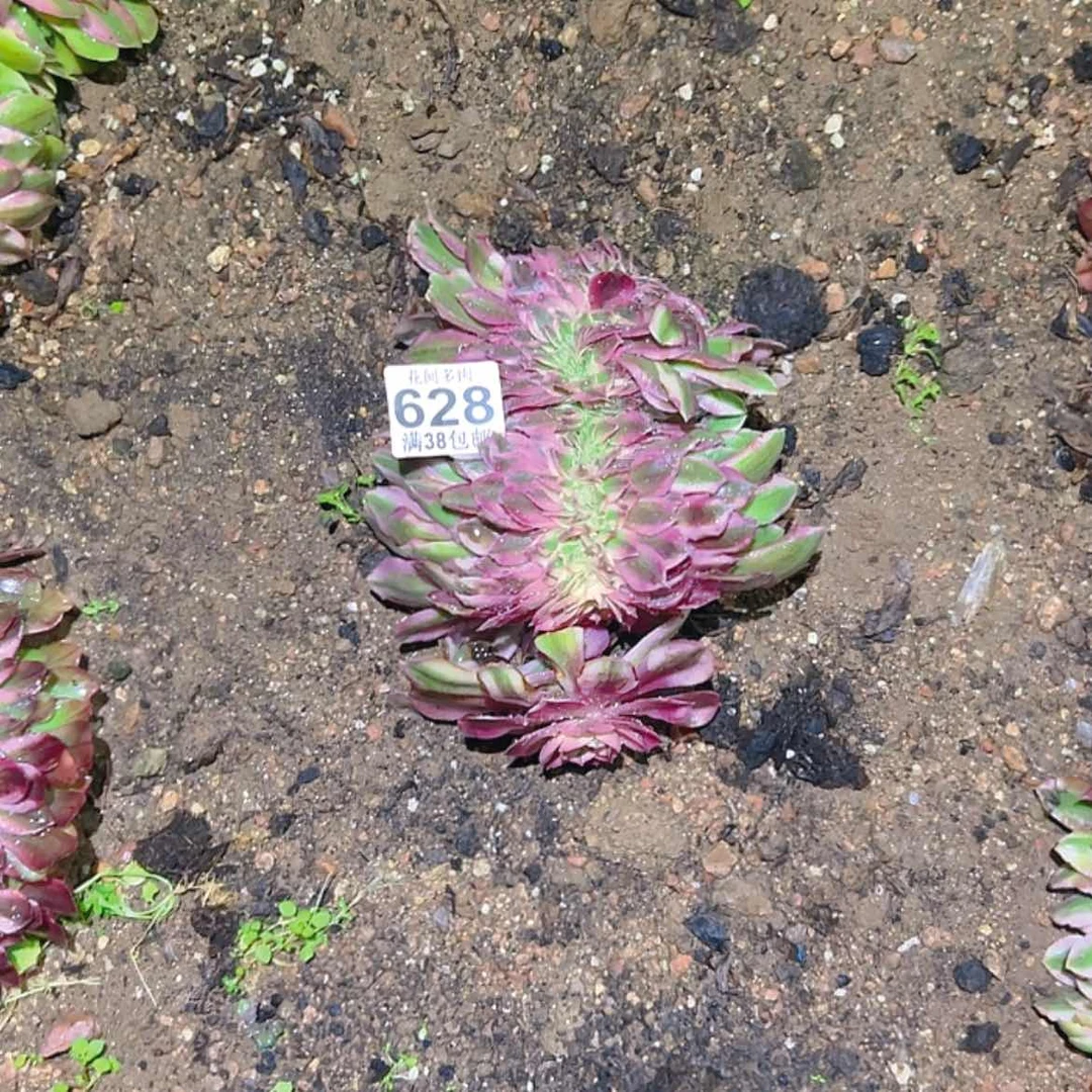 【闪购商品】628多肉