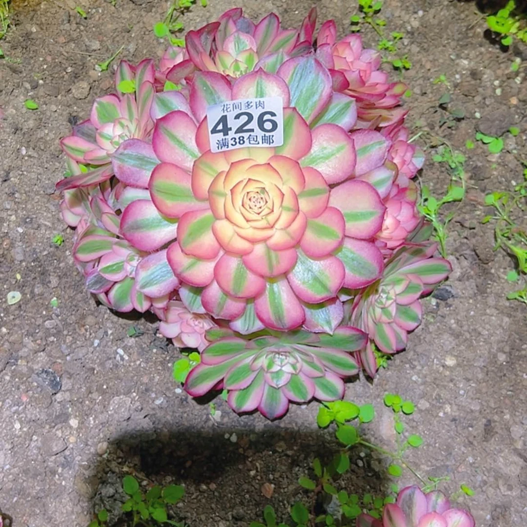 【闪购商品】嗯*426多肉