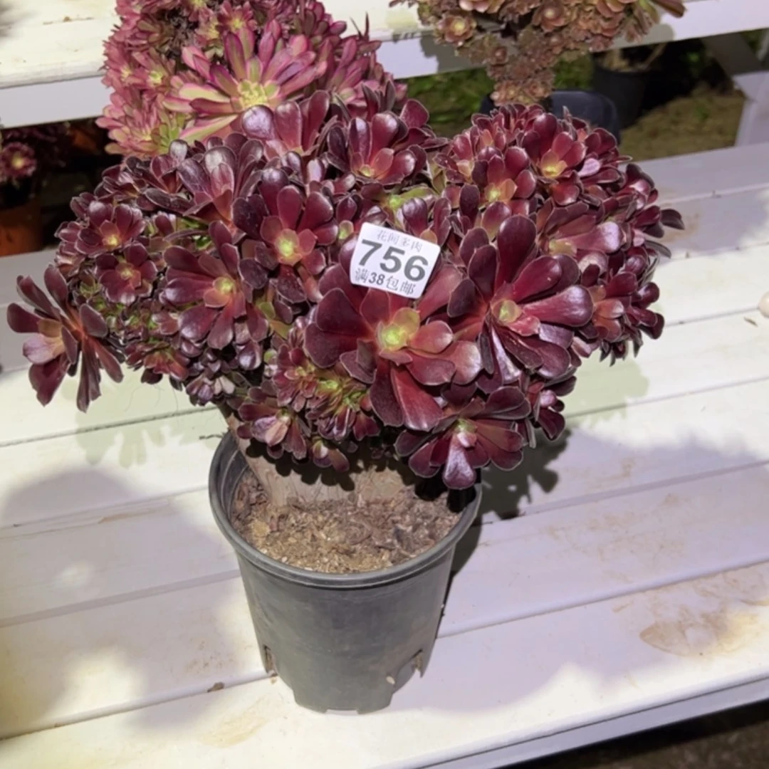 【闪购商品】轻**刻756多肉