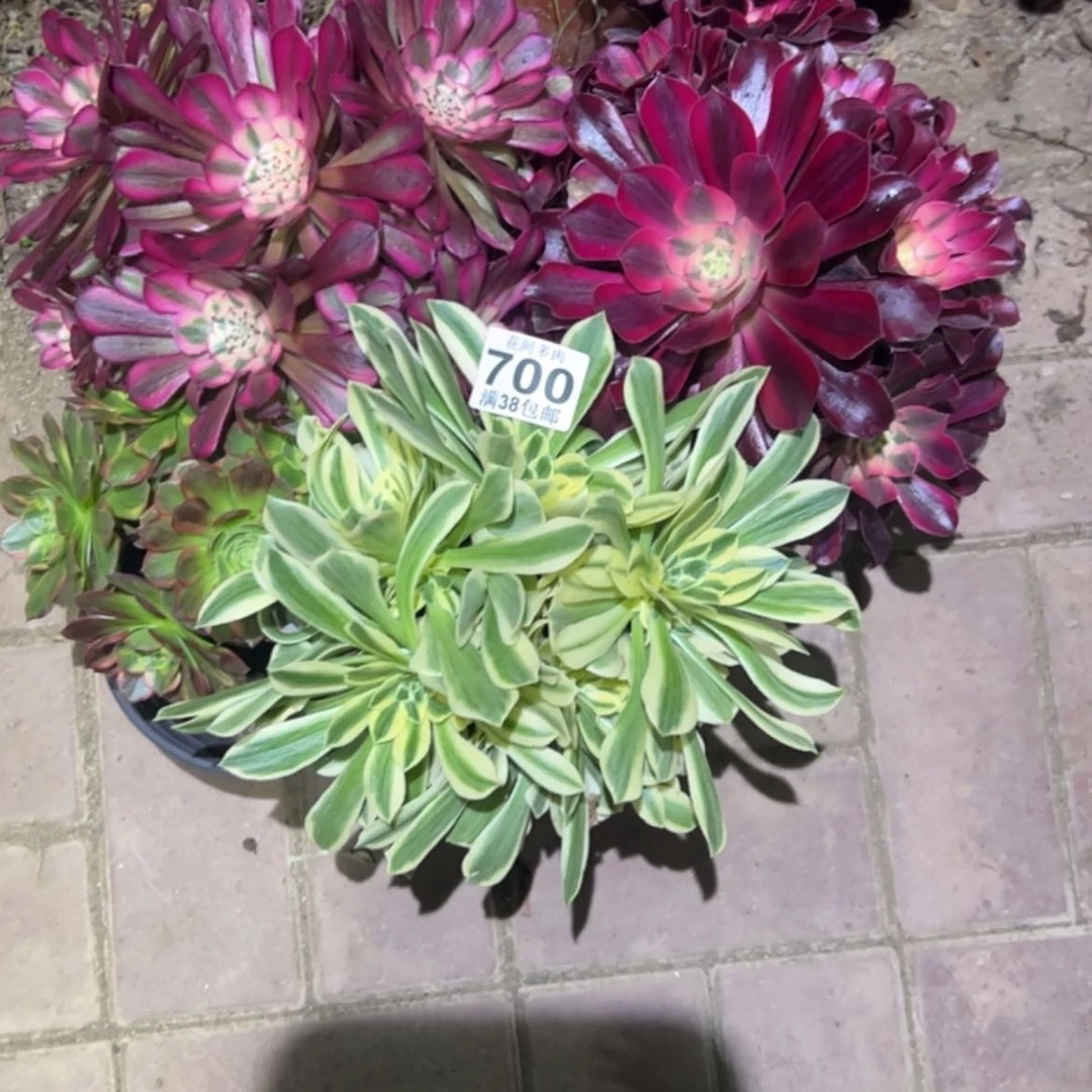 【闪购商品】?****?700多肉
