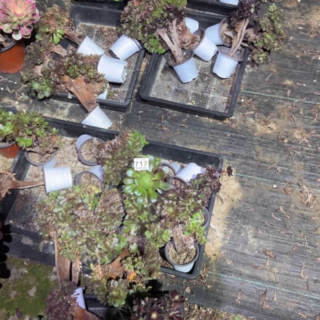 【闪购商品】美**生717三十个送金丝翡翠桩多肉