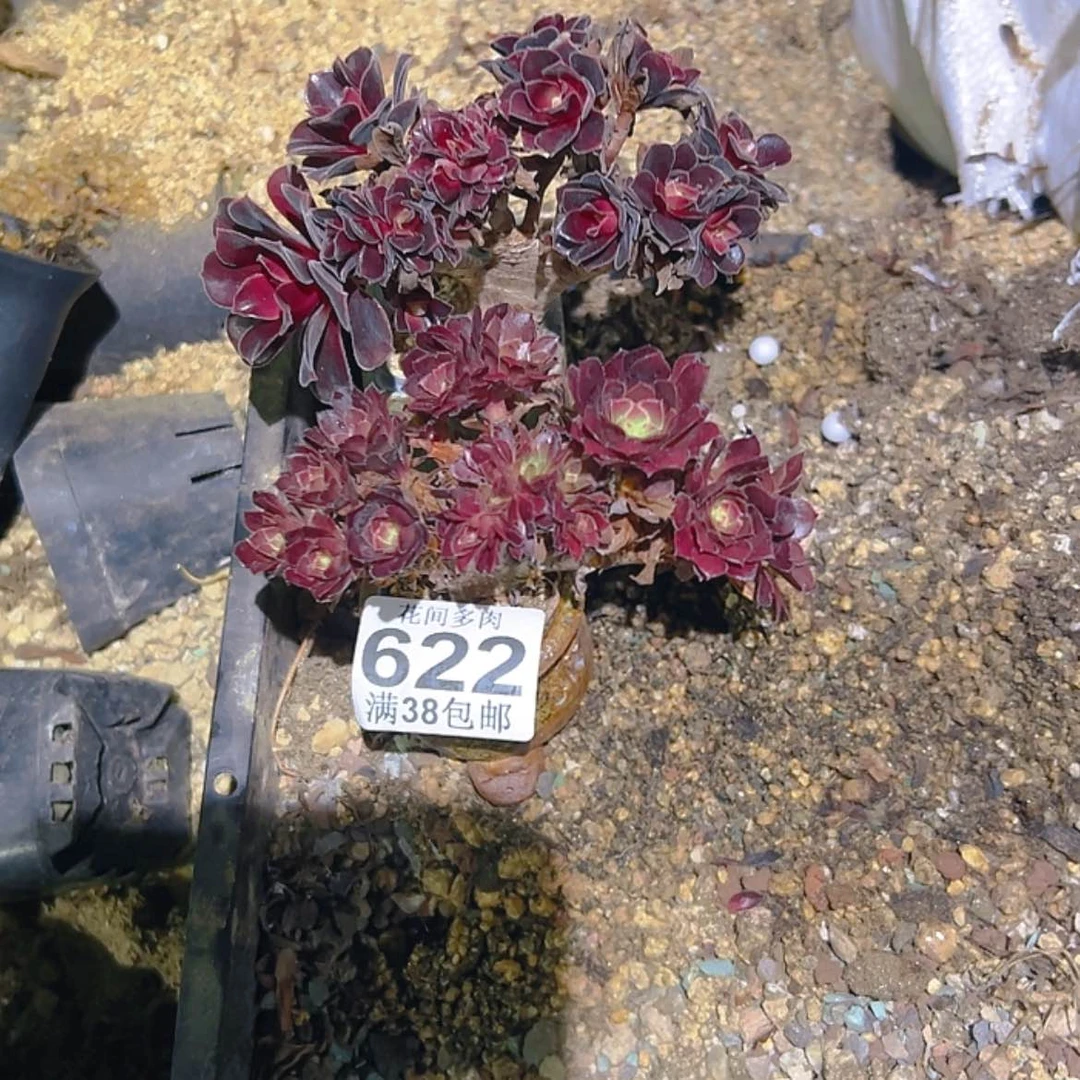【闪购商品】大*子622多肉