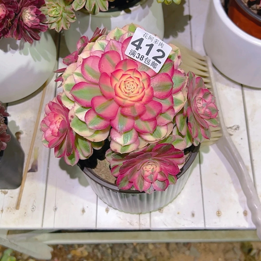【闪购商品】小**儿412多肉