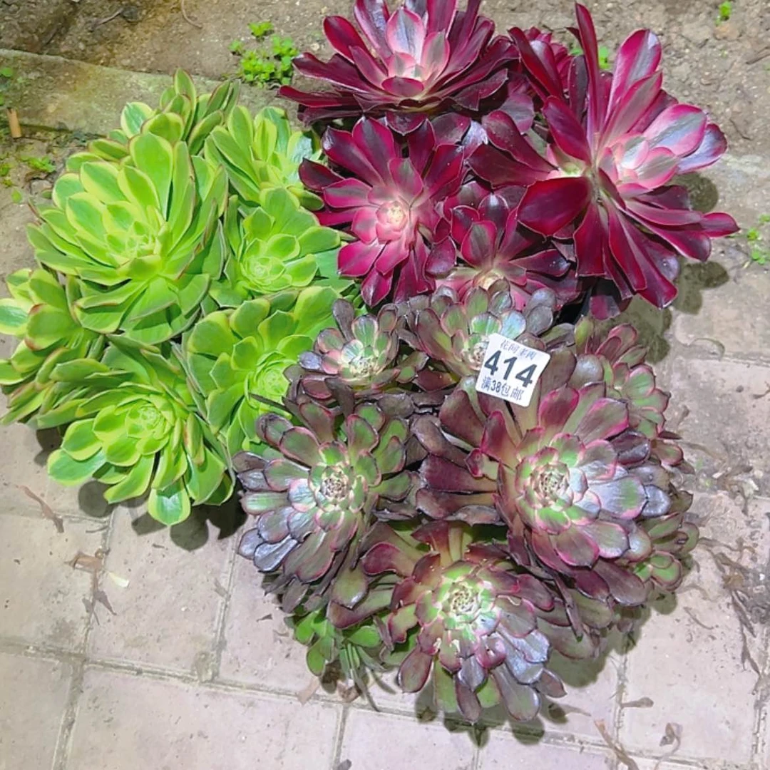【闪购商品】恩***7414多肉