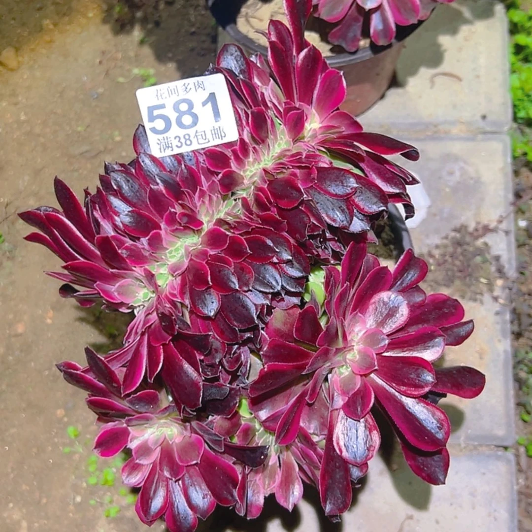 【闪购商品】睡**?581多肉