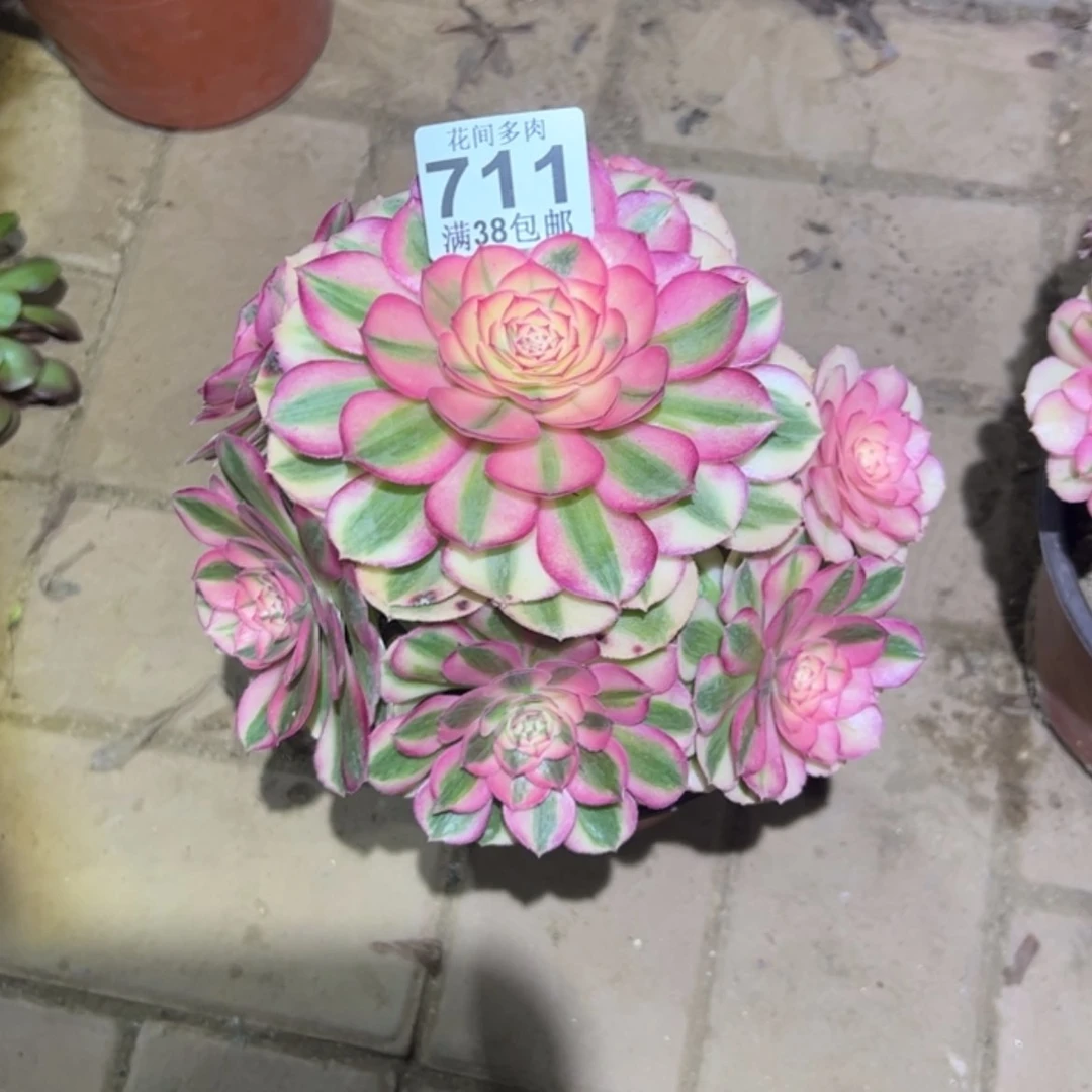【闪购商品】*️****711多肉
