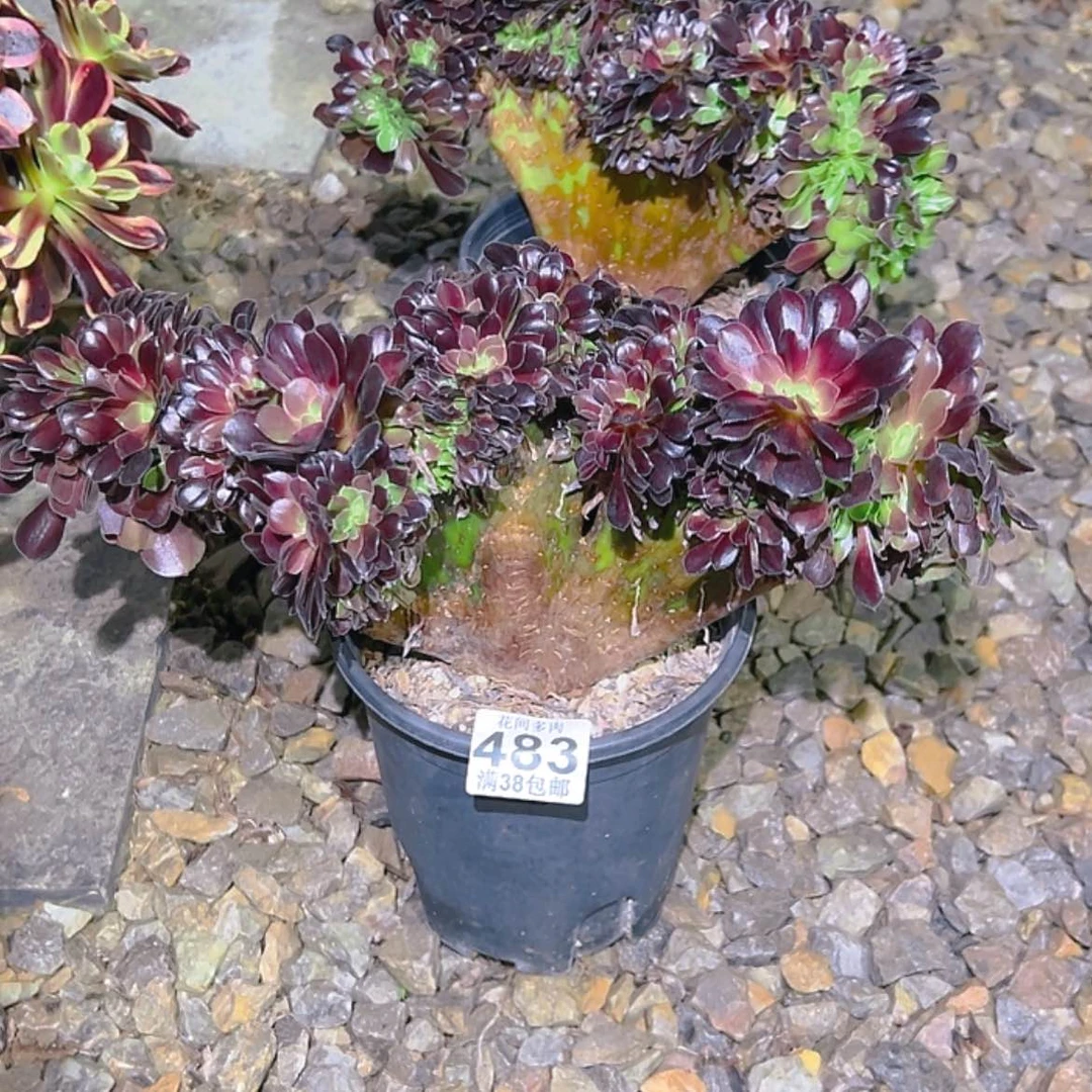 【闪购商品】碧*I483多肉