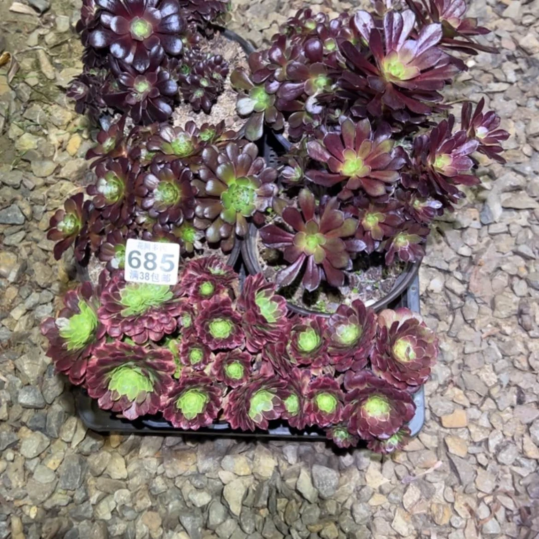 【闪购商品】y***u685多肉