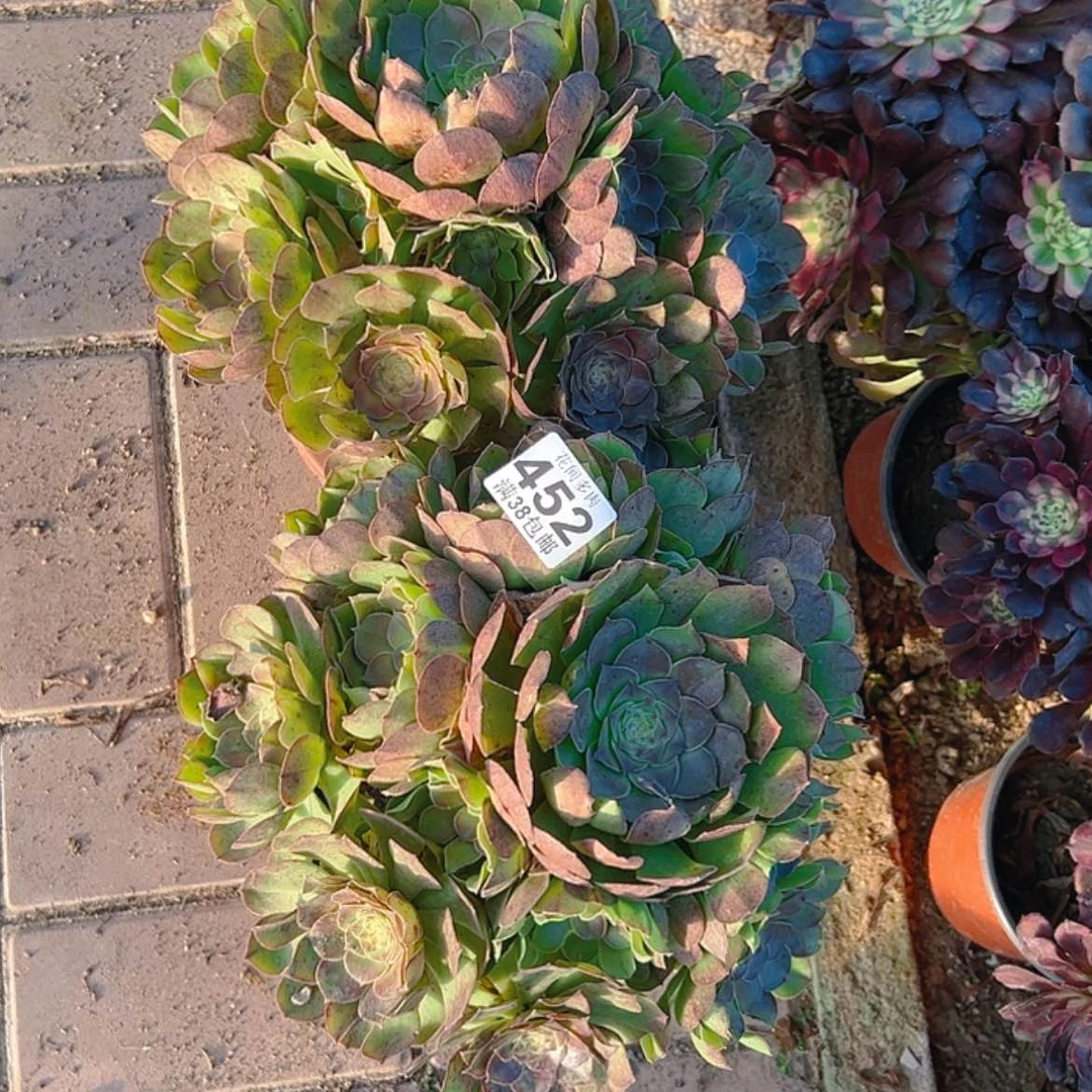 【闪购商品】各**好452多肉