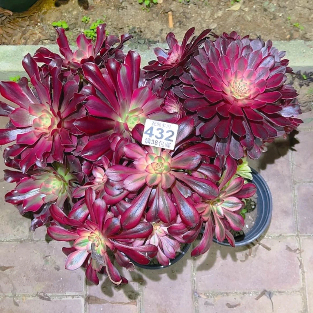 【闪购商品】手****7432多肉