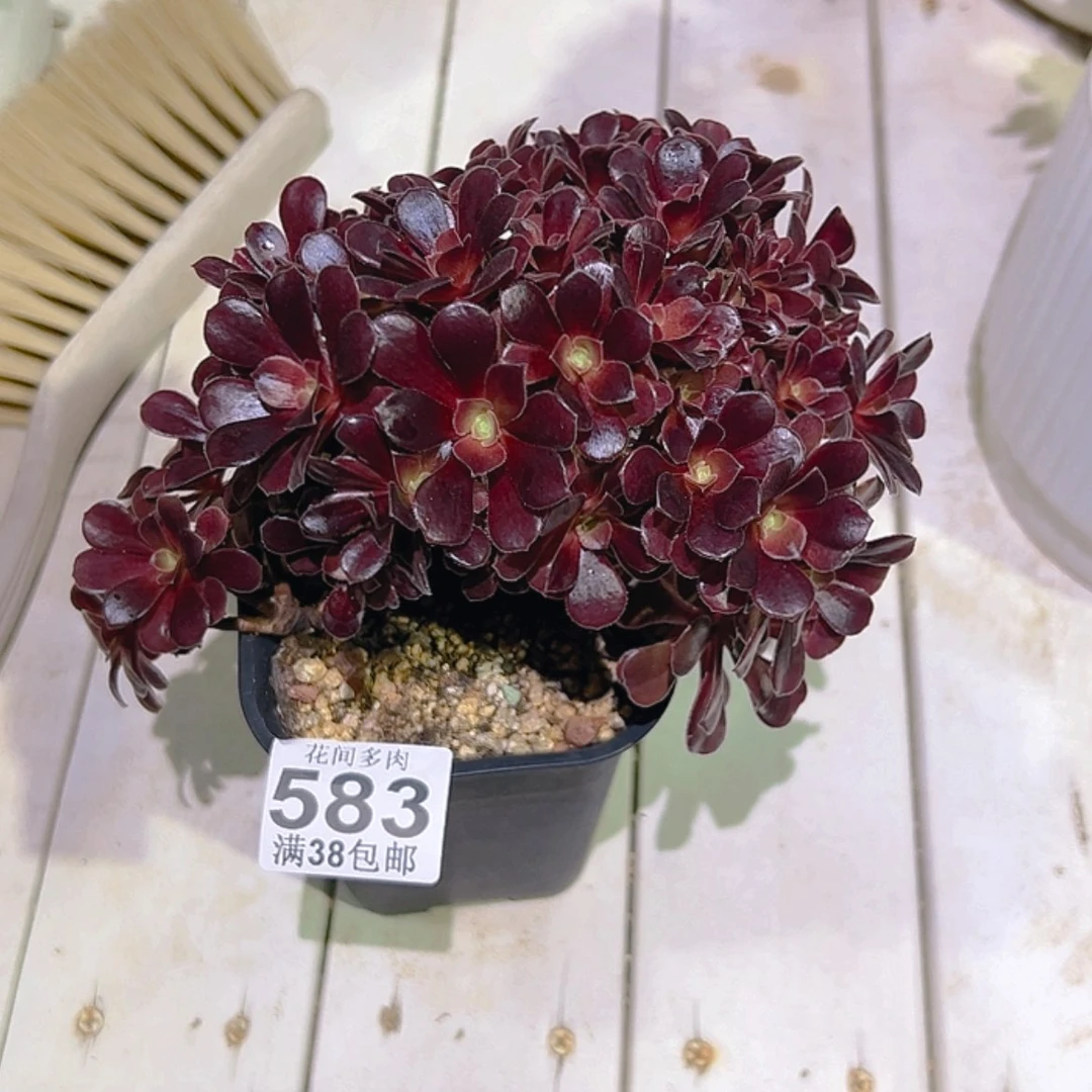 【闪购商品】幸***君583多肉
