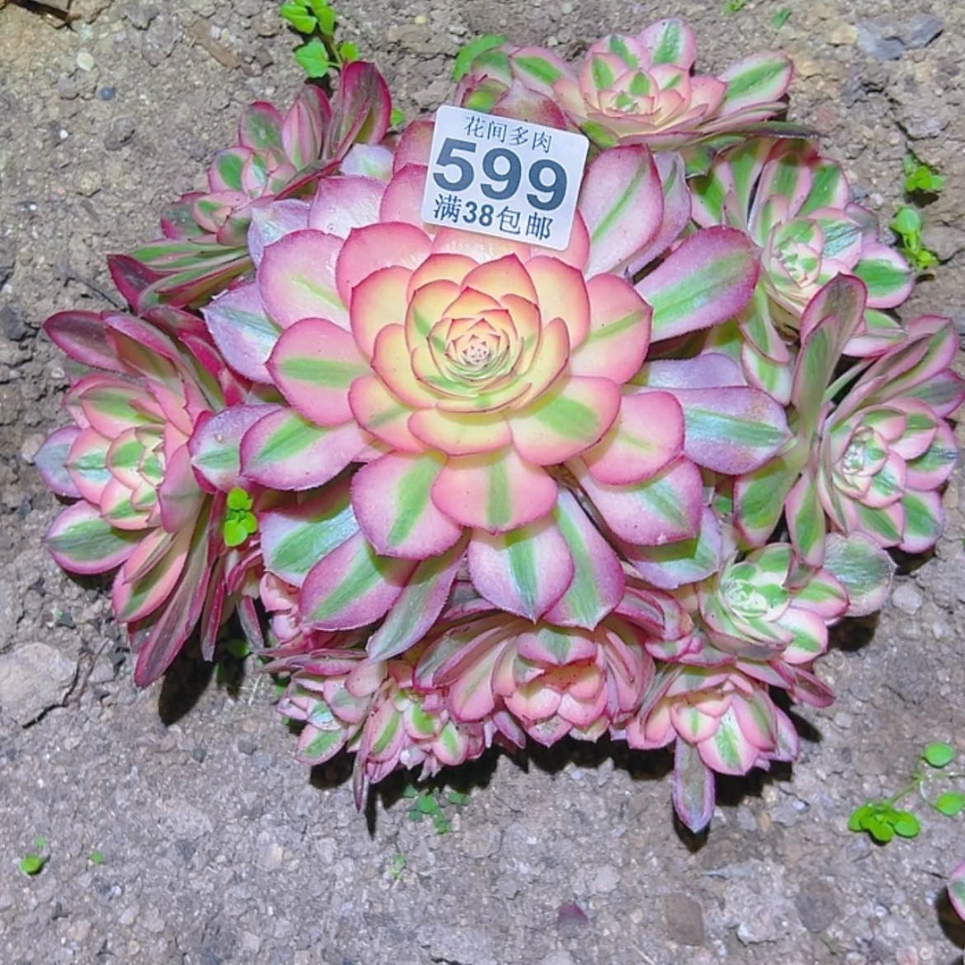 【闪购商品】清****屋599多肉
