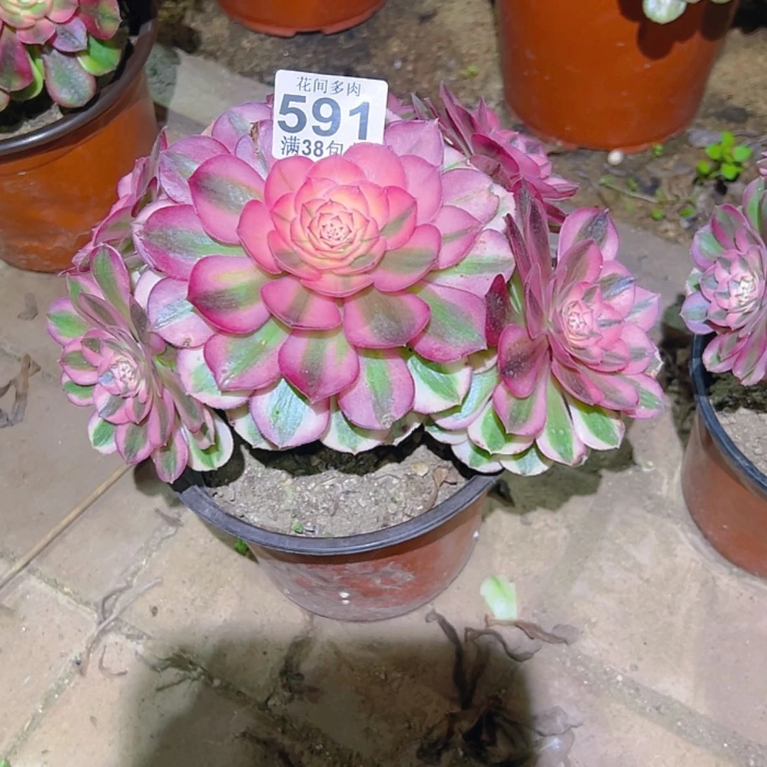 【闪购商品】悦*591多肉